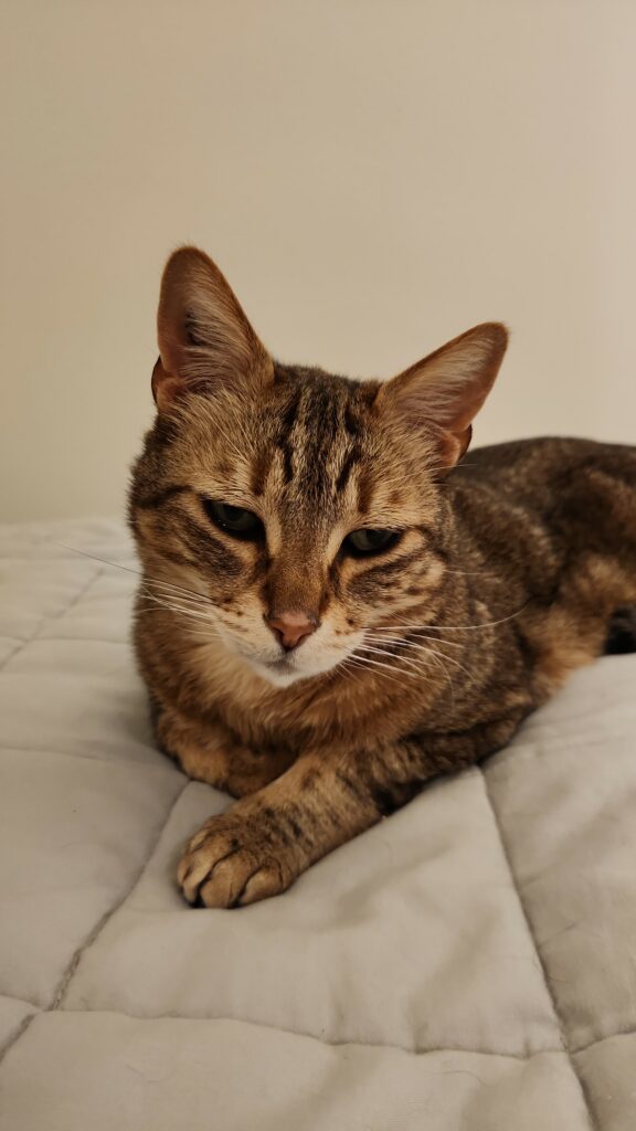 Simba