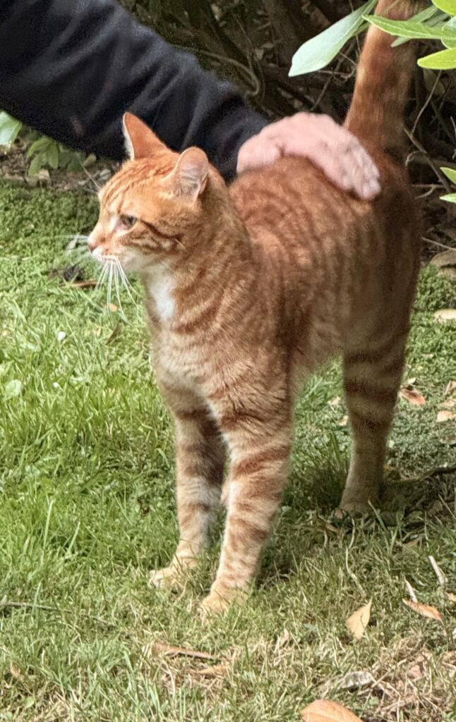 Roy